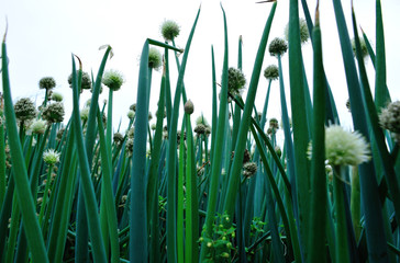 Obraz premium Green spring onion flowering at vegetable garden