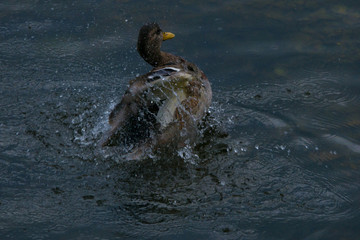duck in water