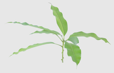 Naklejka premium Green leaves of mango isolated on gray background, clipping path..