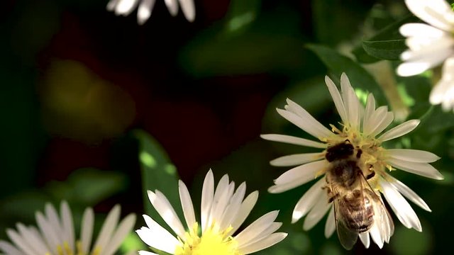 bee on flowers collecting pollen macro closeup