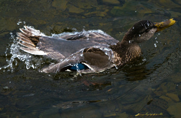 duck in water