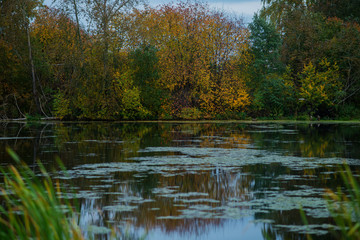 Fototapeta na wymiar Autumn background, Golden autumn: colorful trees near the pond with reflection in the water.
