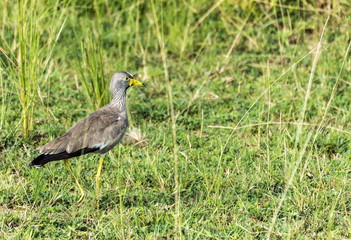African Wattled Lapwing (Senegal wattled plover) walking on grass in Murchison National Park, Uganda, Africa