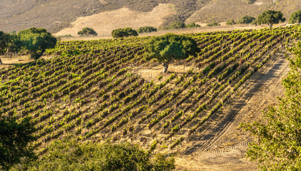 a lone oak tree stands in a valley of grape vines in California