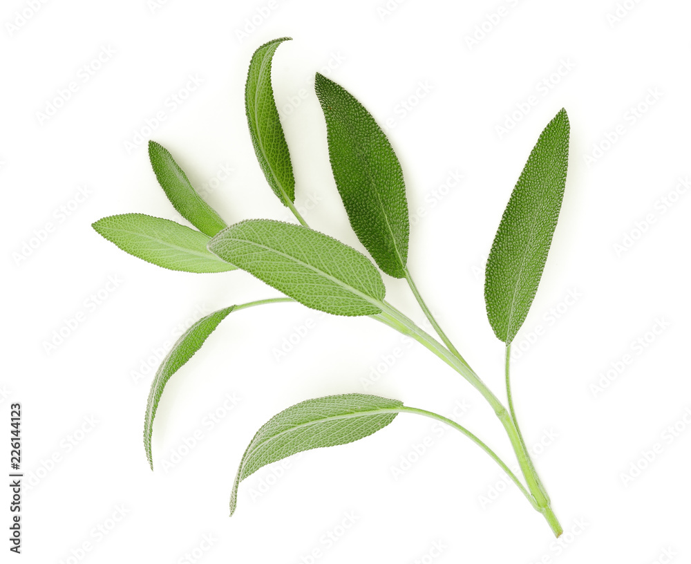 Wall mural sage leaf isolated on white background, top view, flat lay