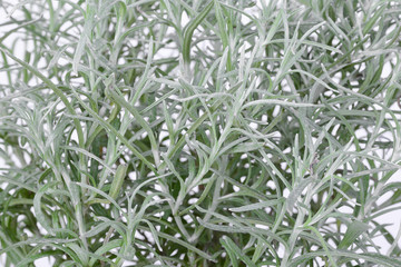 curry plant leaf for food herb background