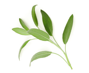 sage leaf isolated on white background, top view, flat lay
