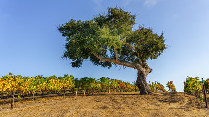 Oak trees in a vineyard in California wine country