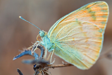 Yellow Colotis fausta butterfly