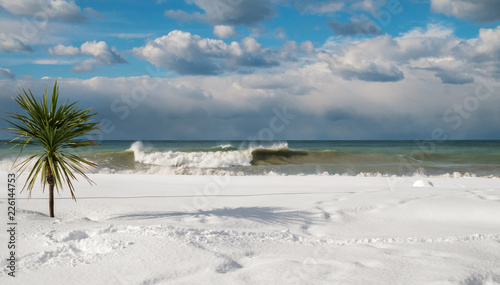 Palm Tree At The Snow Covered Beach Stock Photo And Royalty Free Palm Tree At The Snow Covered Beach
