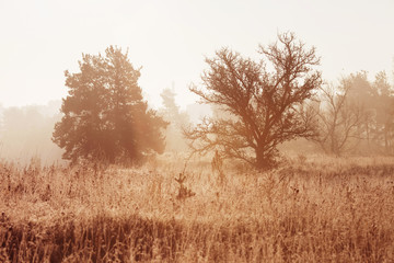 First autumn frost.  Morning autumn landscape with fog