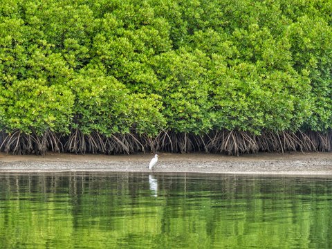 The mangrove