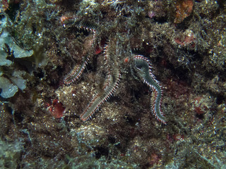 Bearded Fireworm (Hermodice carunculata)