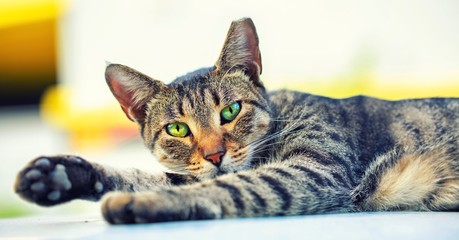 Stray cat portrait background.