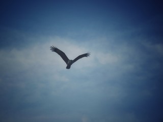 Obraz premium The eagle