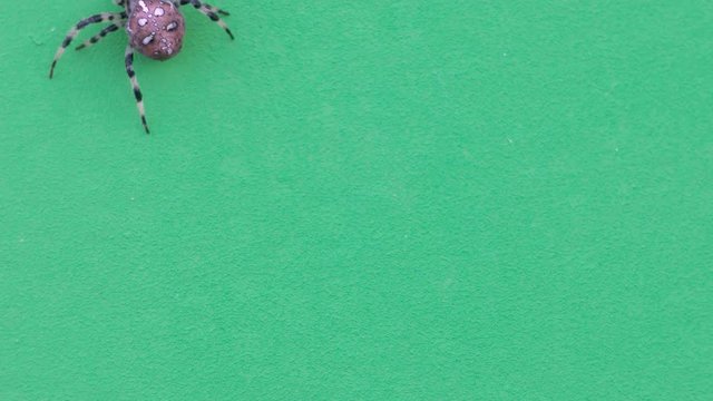 Dark spider on green screen, looped video