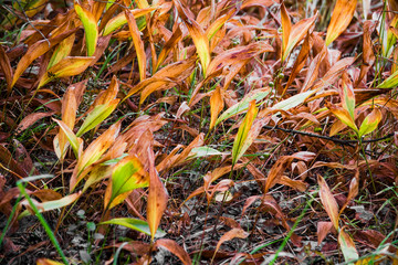 Withered yellow leaves of the lily of the valley
