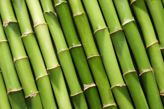 Green bamboo stems as background, top view