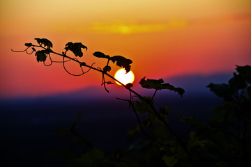 Fototapeta na wymiar Weinberge Reben Sonnenuntergang
