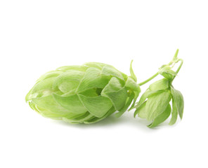 Fresh green hops on white background. Beer production