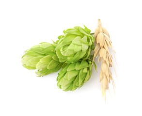 Fresh green hops and wheat spike on white background. Beer production