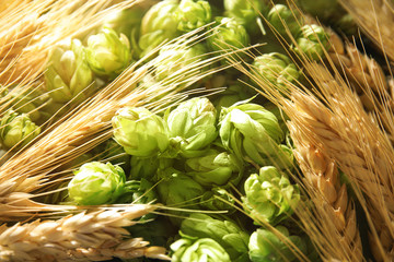 Fresh green hops and wheat spikes as background. Beer production