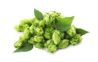 Fresh green hops on white background. Beer production