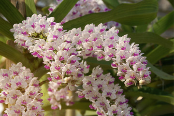 Prolific Blooming Pink Rhynchostylis gigantea Orchid Flowers