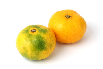 温州 みかん ミカン 白背景