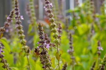 Bee on a flower in a group of basil plants