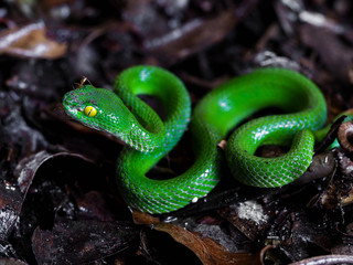 Close up Green Snake on ground. Nature concept.