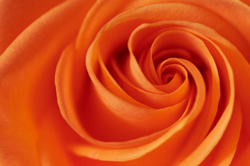 Fototapeta na wymiar Closeup of a red-pink rose detailing the swirls of its petals