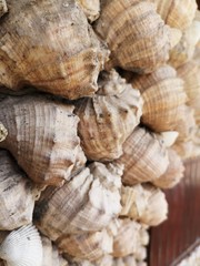 abundance shell animal wildlife backgrounds close-up day Food and Drink full frame invertebrate large group of objects 