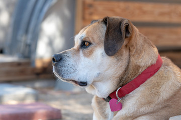 Close up of Staffie cross mastiff dog