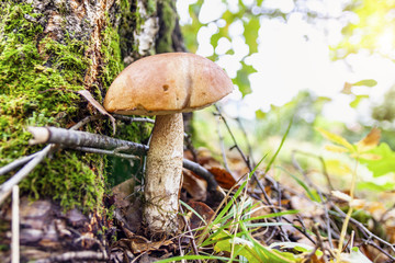 Forest mushroom grows under a tree in the forest