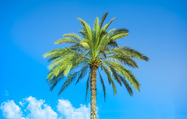 Fototapeta na wymiar palm tree in nature with clear blue sky