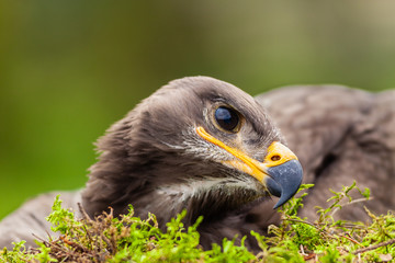 Pisklę orła © Piotr_Kardas