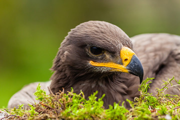 Portret Orła © Piotr_Kardas
