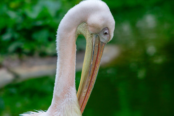 Great White Pelican