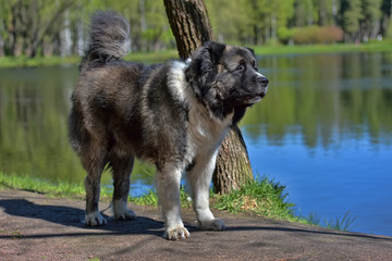 Caucasian Shepherd Dog