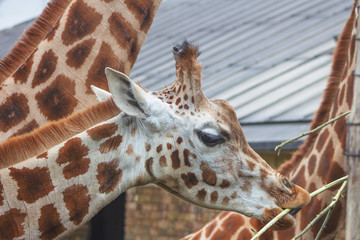 Obraz premium Giraffes at a zoo