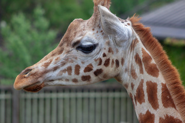 Giraffes at a zoo © magicbones