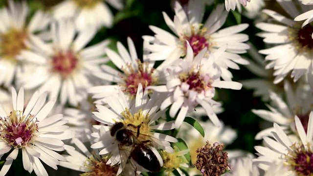 bee on flowers collecting pollen macro closeup