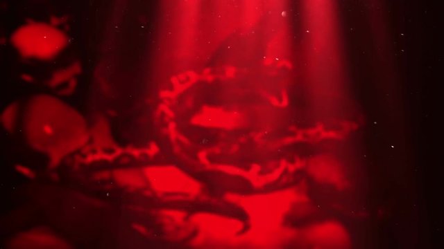 animation of people's skull and snakes in front of screen