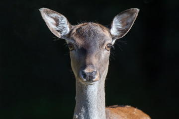 A very close portrait of a young deer. The fawn is staring inquisitively straight forward at the viewer with its ears pricked and is set against an almost black background