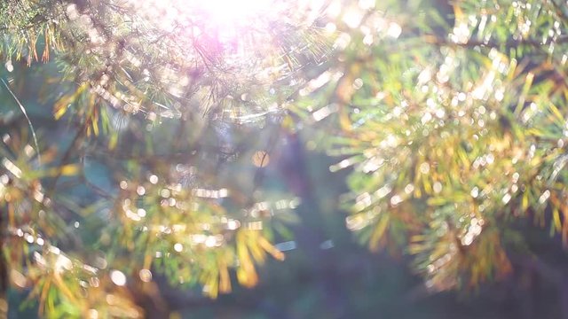 Closeup view of sunny sunset autumn landscape with magical and charming shiny blurry pine trees growing outside in wood. Beautiful colorful natural soft video bokeh background shoot in october.