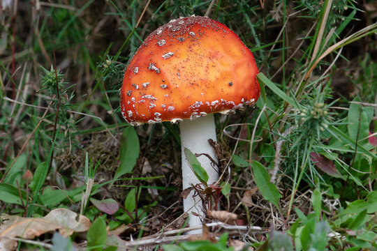 A close up photograph of a single stem Amanita muscaria, commonly known as the fly agaric or fly amanita. It has freshly grown and still has soil on the top