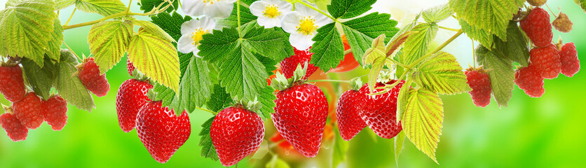 strawberries,raspberries.summer berries in garden