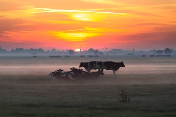 Fototapeten Koeien in de ochtend zon in een weidse polder © JoveImages