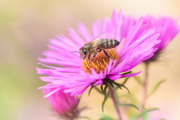 Bee on Michaelmas daisy. Beauty pastel natural background. 

